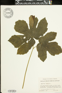 Hydrastis canadensis image