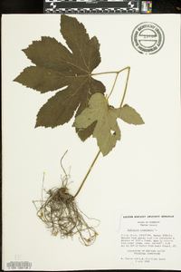 Hydrastis canadensis image