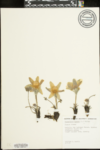 Pulsatilla patens image