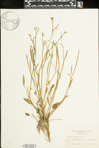 Ranunculus pusillus image