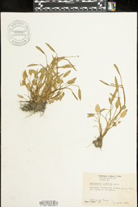 Ranunculus pusillus image