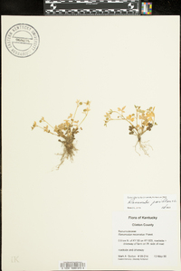 Ranunculus parviflorus image