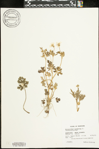 Ranunculus bulbosus image