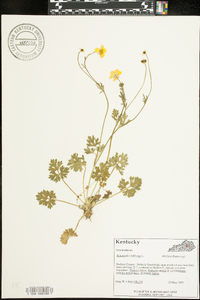 Ranunculus bulbosus image