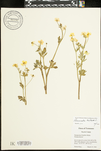 Ranunculus bulbosus image