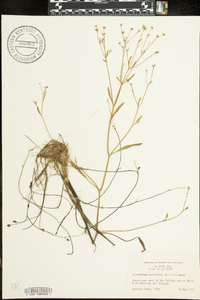 Ranunculus laxicaulis image