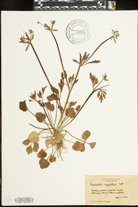 Ranunculus micranthus image