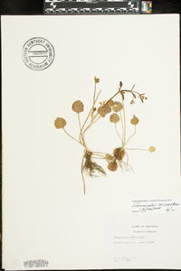 Ranunculus micranthus image