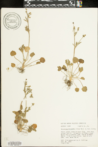 Ranunculus micranthus image