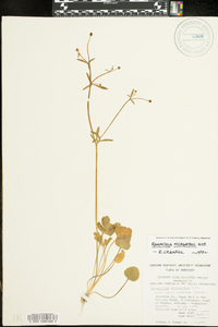 Ranunculus micranthus image