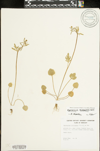 Ranunculus micranthus image