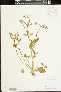 Ranunculus micranthus image