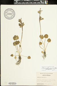 Ranunculus micranthus image