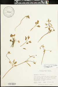 Ranunculus micranthus image