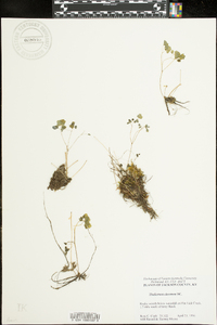 Thalictrum clavatum image