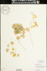 Thalictrum clavatum image