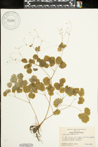 Thalictrum clavatum image