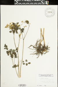 Thalictrum dioicum image