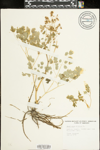 Thalictrum dioicum image