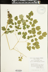 Thalictrum dioicum image