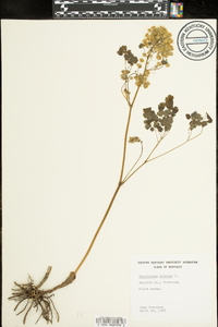 Thalictrum dioicum image