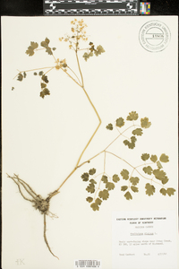 Thalictrum dioicum image