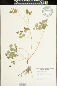 Thalictrum dioicum image