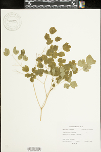 Thalictrum dioicum image