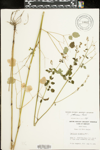 Thalictrum pubescens image