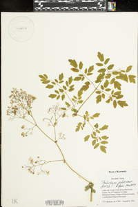 Thalictrum pubescens image