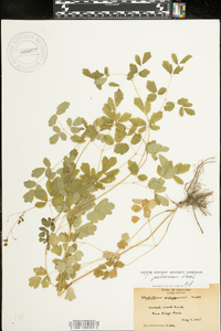 Thalictrum pubescens image