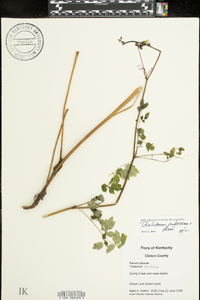 Thalictrum pubescens image