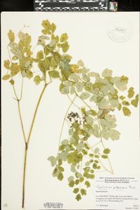 Thalictrum pubescens image