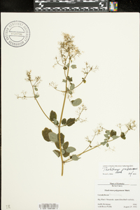 Thalictrum pubescens image