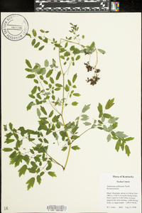 Thalictrum pubescens image