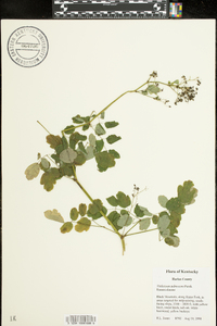 Thalictrum pubescens image