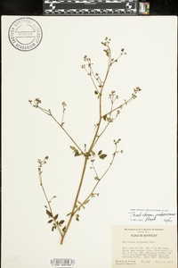 Thalictrum pubescens image