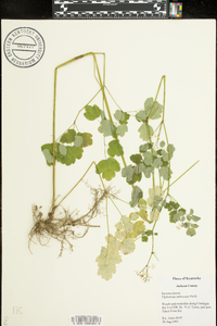 Thalictrum pubescens image