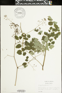 Thalictrum pubescens image