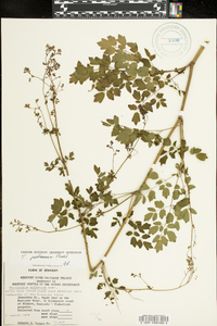 Thalictrum pubescens image