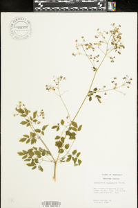 Thalictrum pubescens image