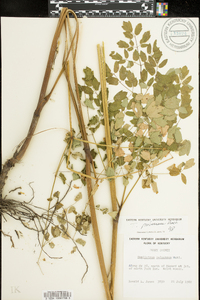 Thalictrum pubescens image