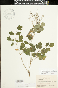 Thalictrum pubescens image