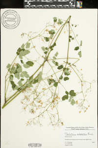 Thalictrum pubescens image