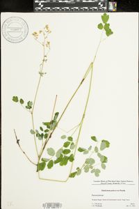 Thalictrum pubescens image