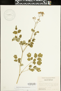 Thalictrum pubescens image