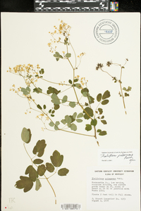 Thalictrum pubescens image