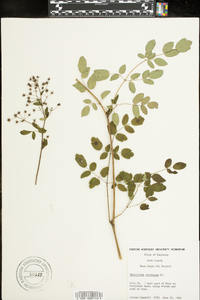 Thalictrum amphibolum image