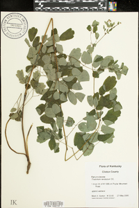 Thalictrum amphibolum image