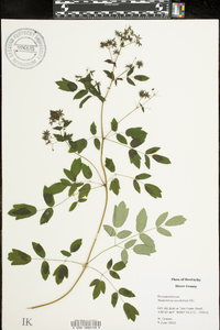 Thalictrum amphibolum image